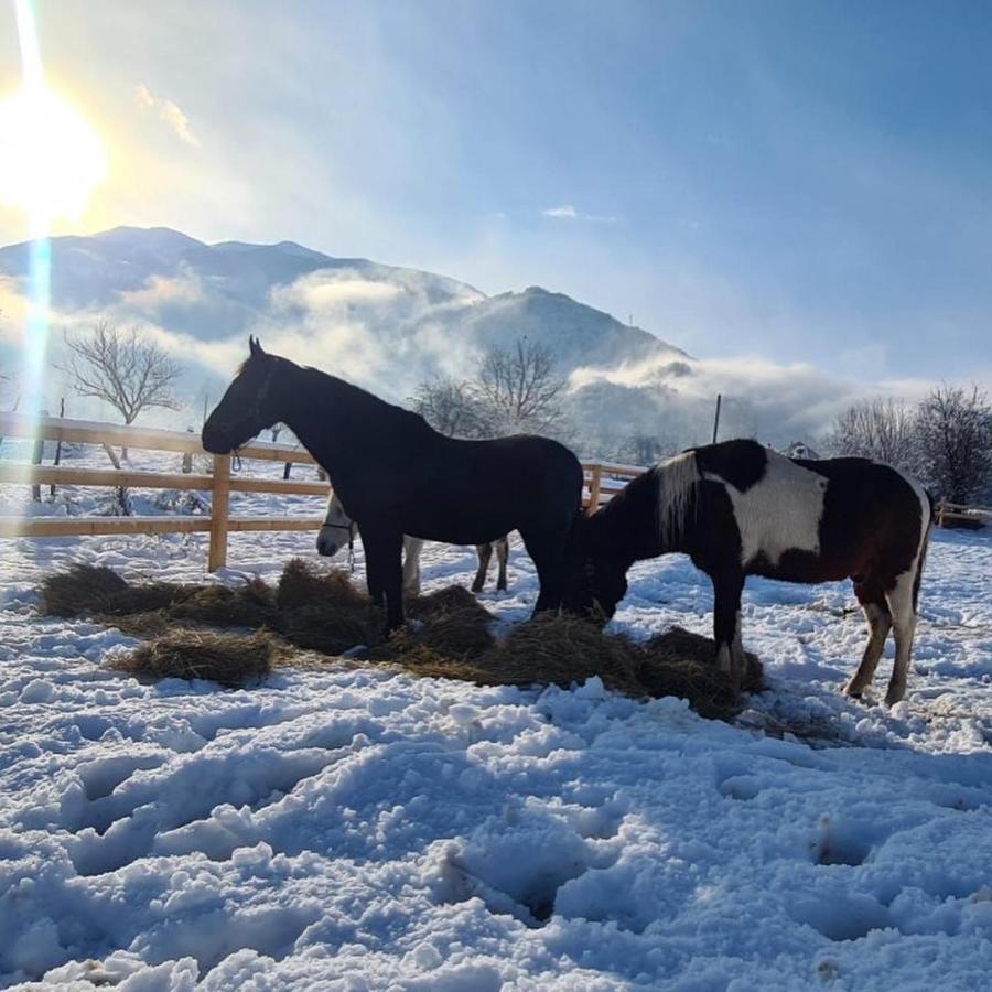 Villa Eco Kutak Mojkovac Esterno foto